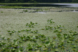 Yellow water lily & water shield plants